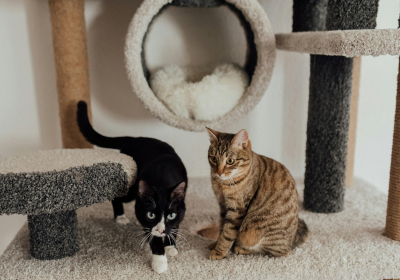 Pet Supplies